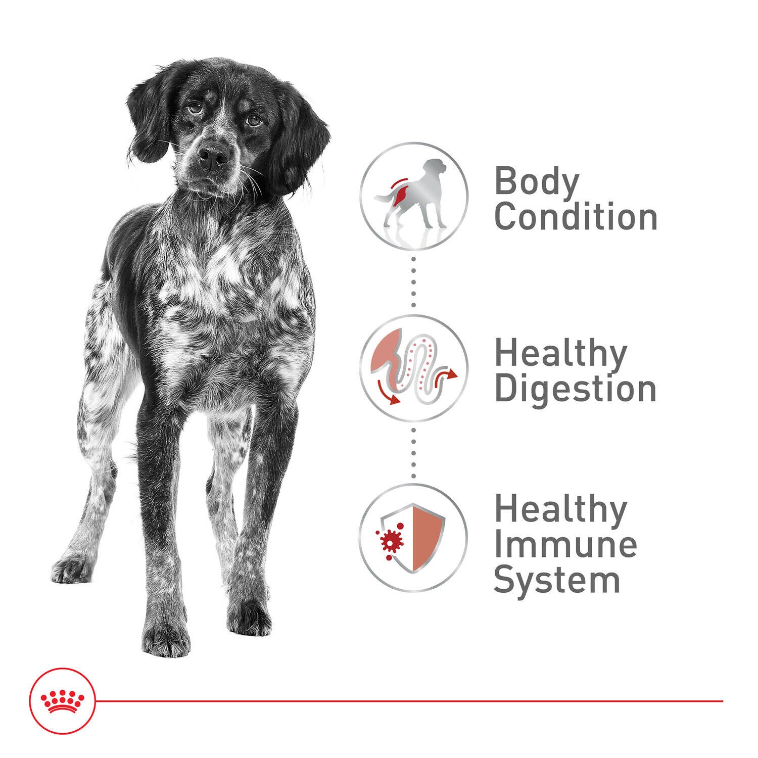 Royal Canin Size Health Nutrition Medium Adult Dry Dog Food, 4Lb