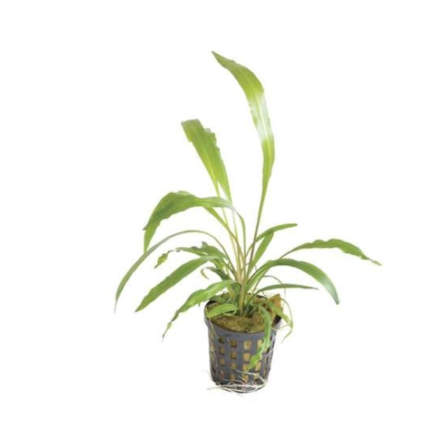 C. Spiralis Potted