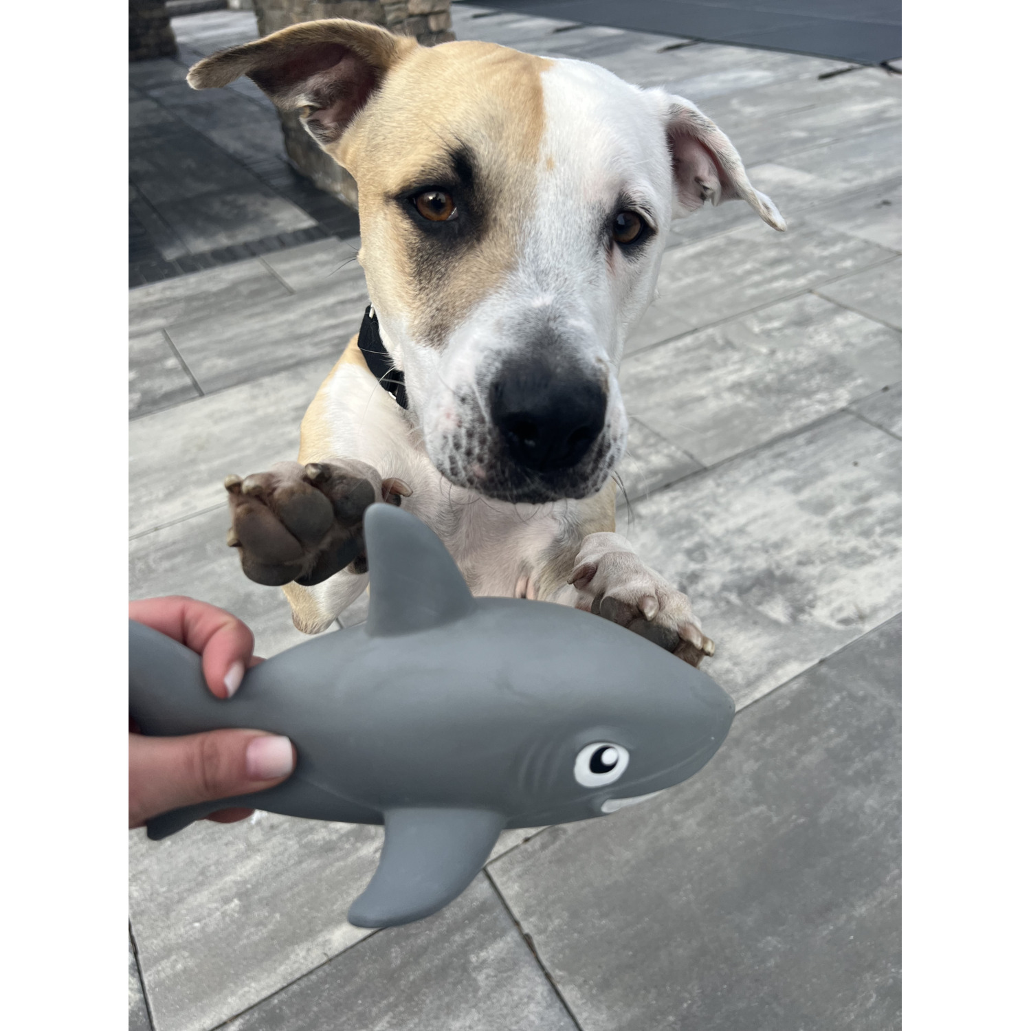 Territory Natural Rubber Shark Squeaker Dog Toy, 9"