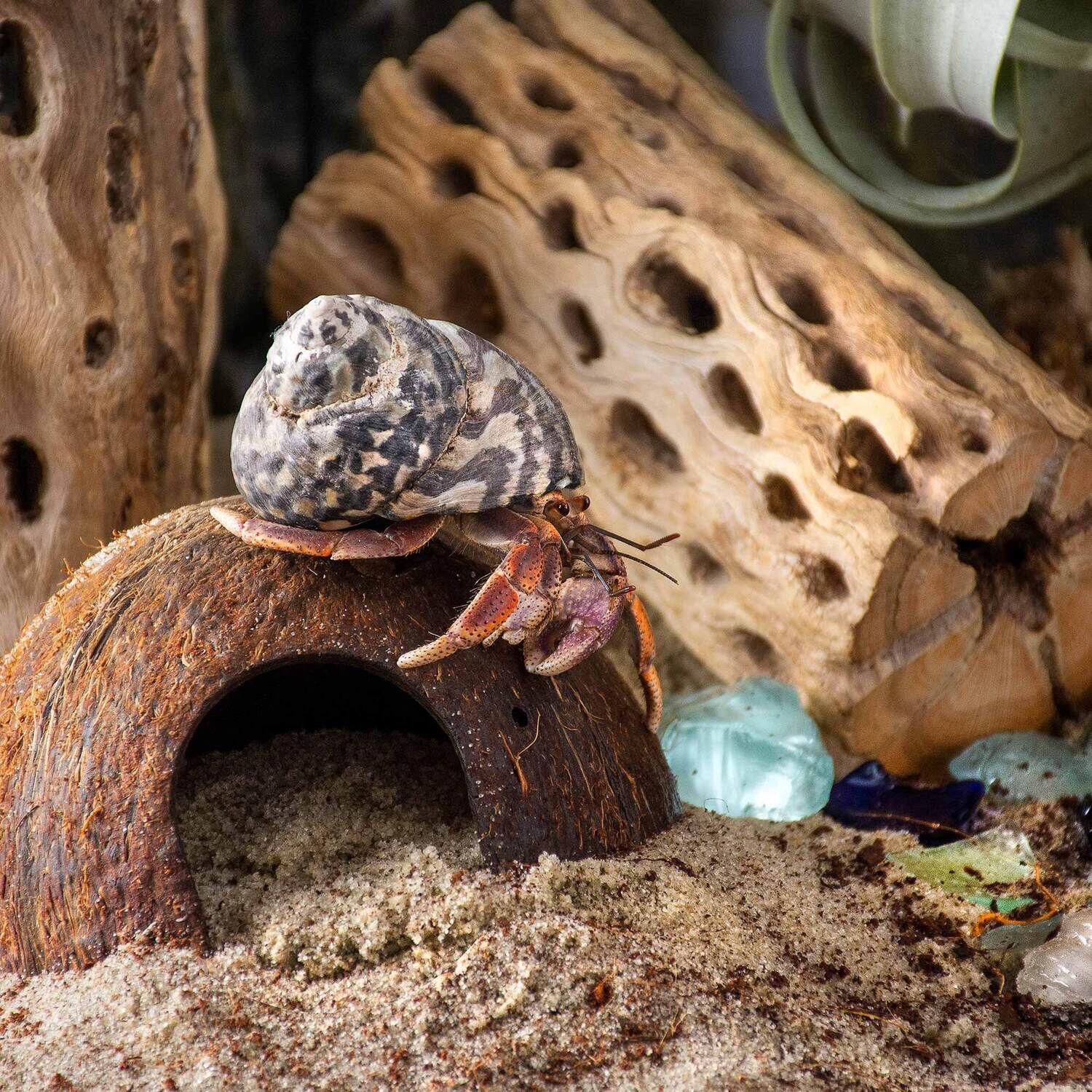 Gal&aacute;pagos Hermit Crab Substrate, Soil & Sand, 4Qt Stand-Up Pouch