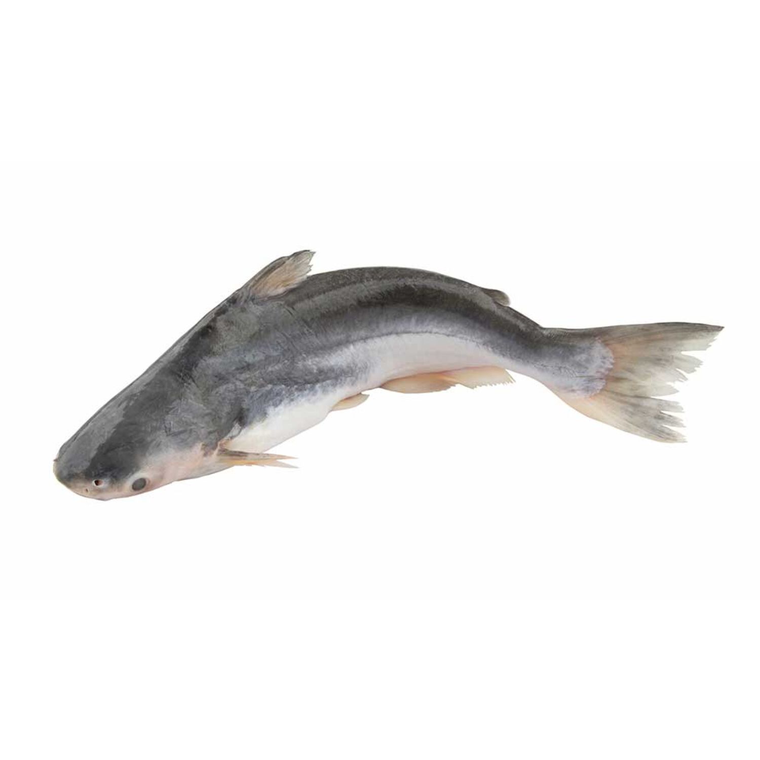 Iridescent Shark - Regular