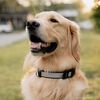 Coastal Pet Inspire Adjustable Dog Collar - Inspire Grey, 1"X18" 26"