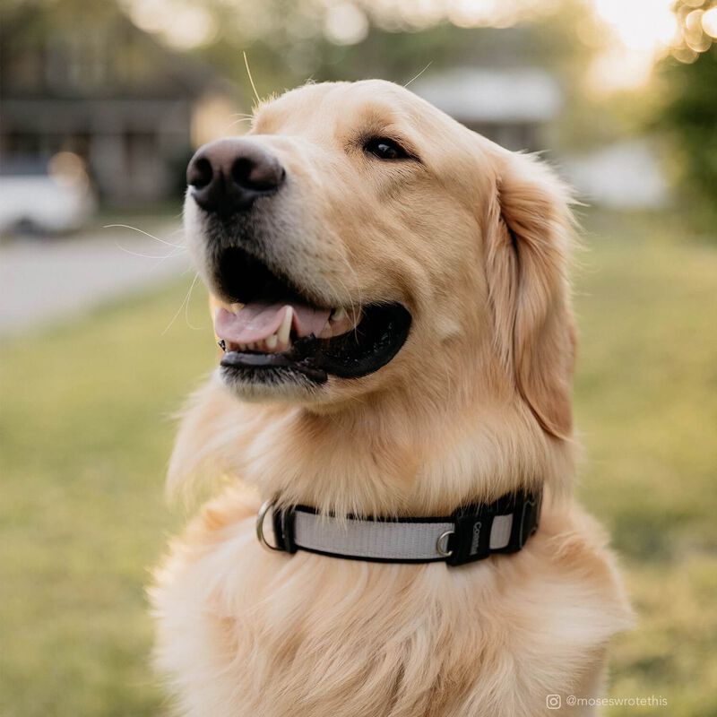 Coastal Pet Inspire Adjustable Dog Collar - Inspire Grey, 1"X18" 26"