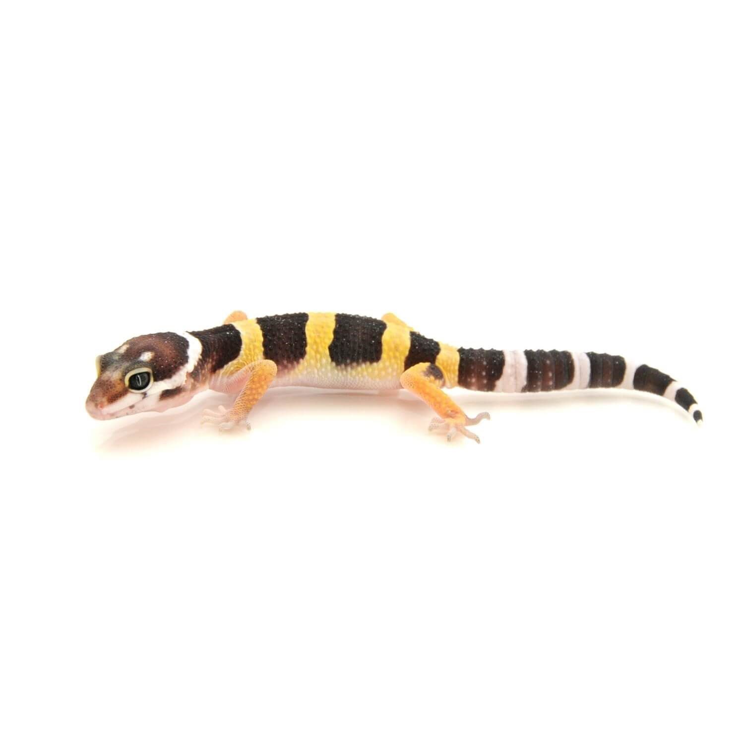 Baby Leopard Gecko