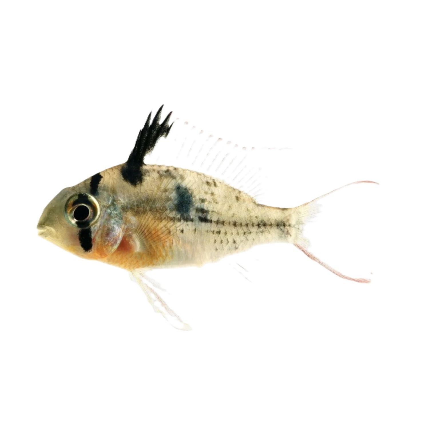 Bolivian Ram Cichlid - Regular