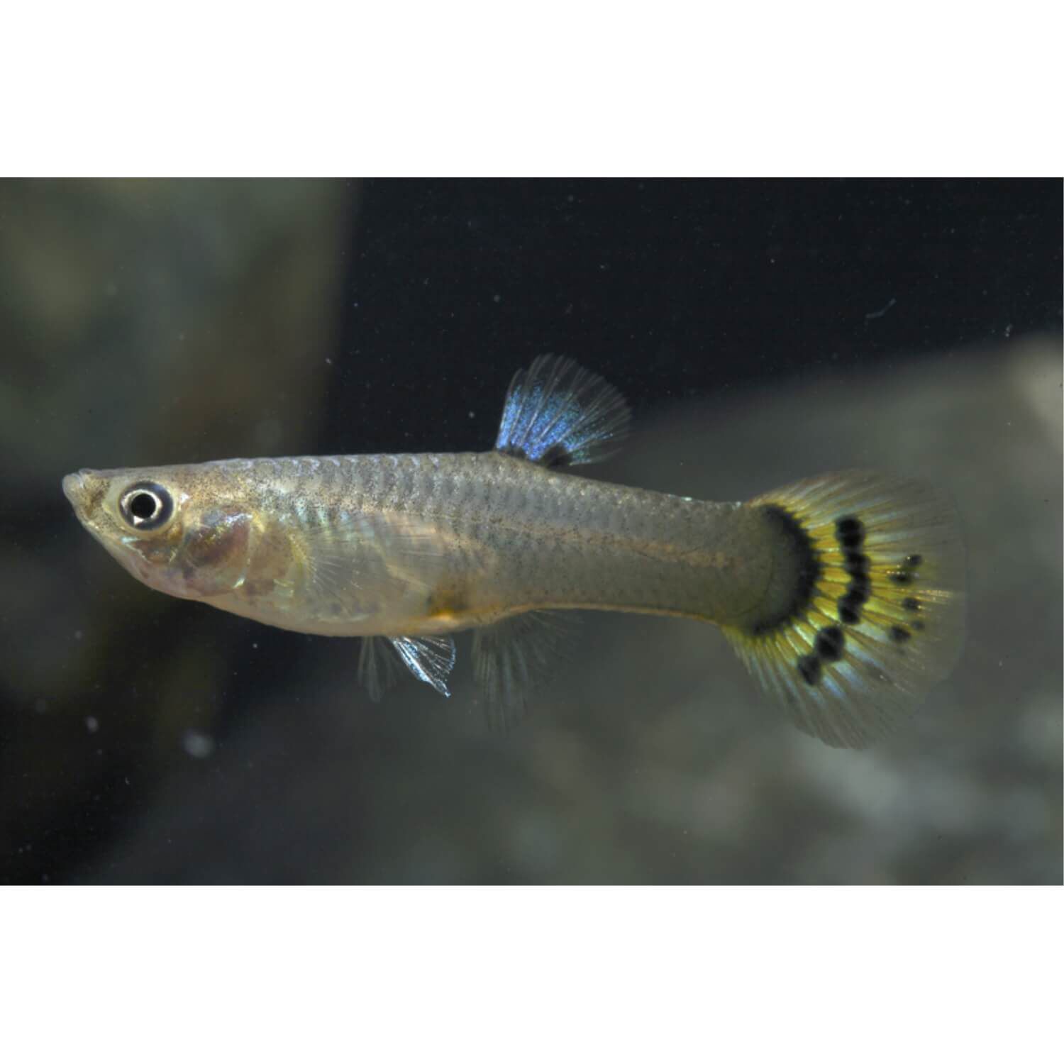 Assorted Fancy Guppy Female Medium