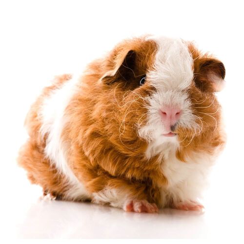 Wooly Guinea Pig