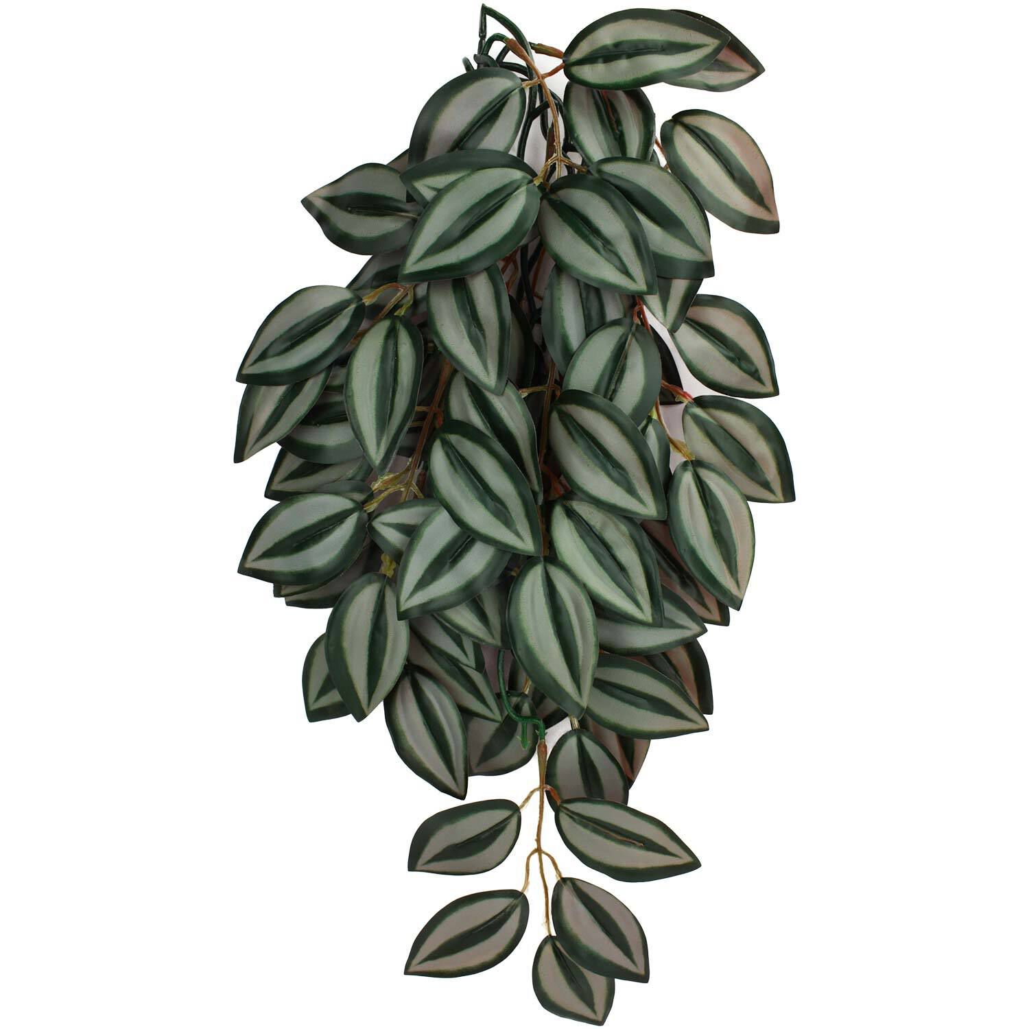 Zabrina Plant For Reptiles