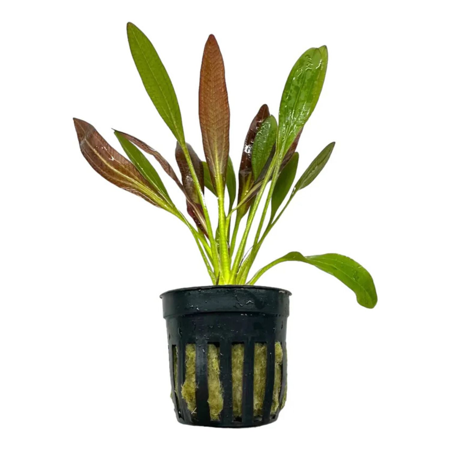 Red Rubin Potted