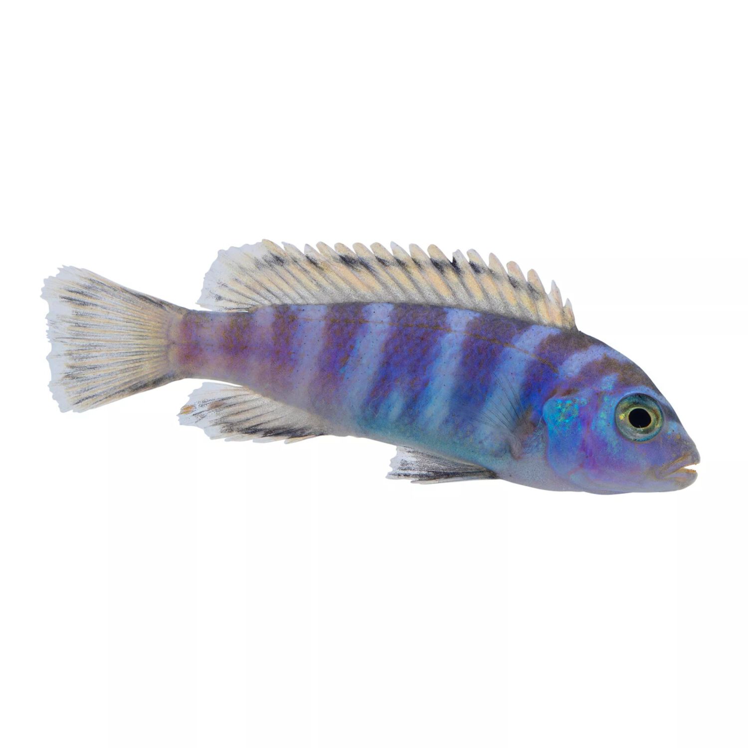 Auratus Cichlid - Regular
