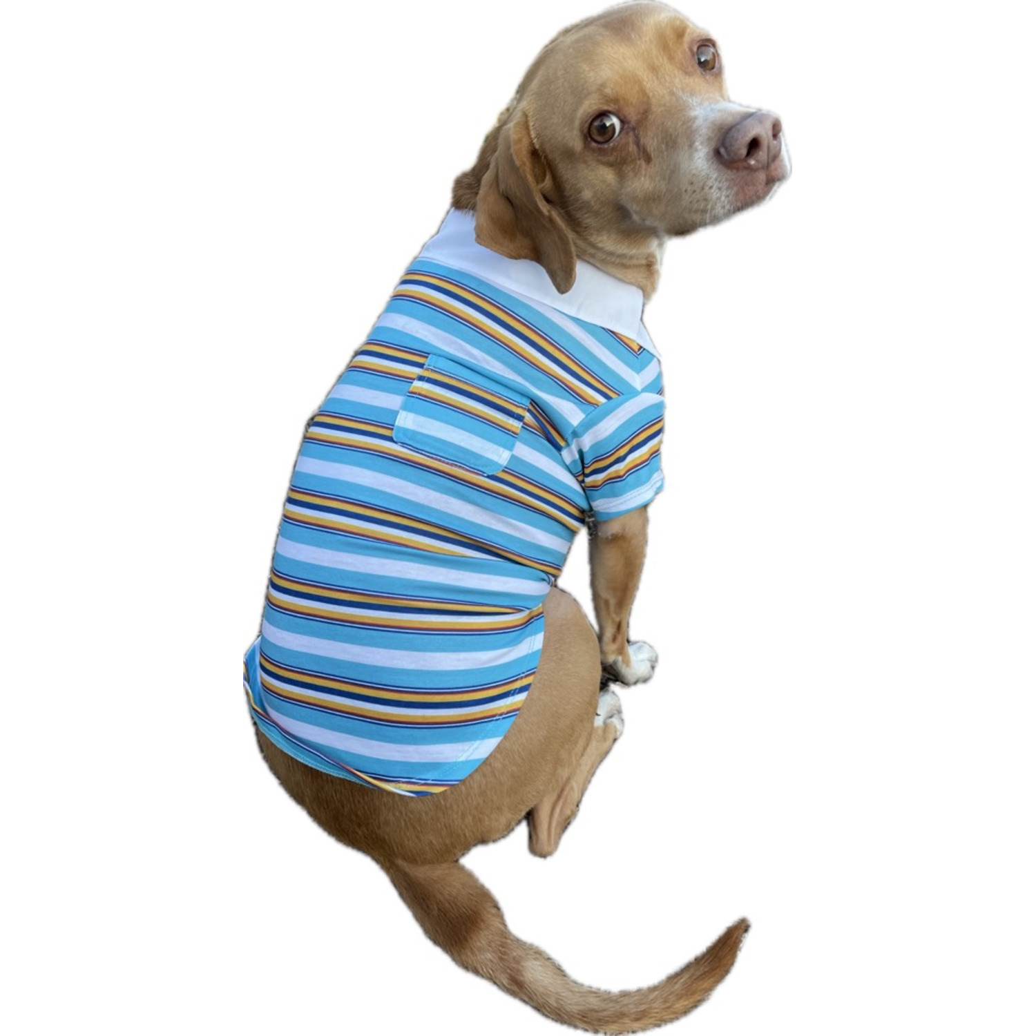Simply Dog Striped Collared Polo Dog Shirt, Blue, White & Orange