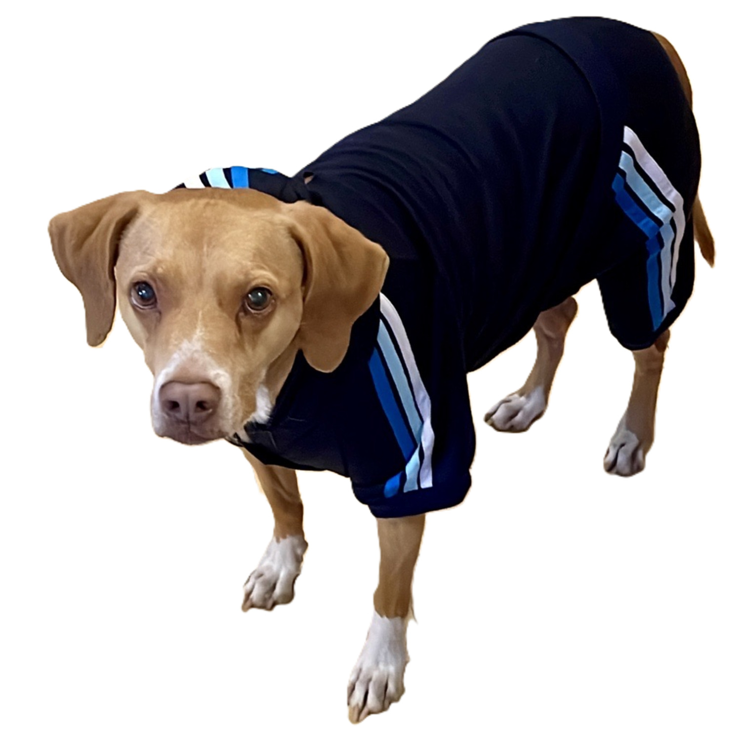 Fabdog Navy Jersey Jogger Dog Track Suit, Extra Large