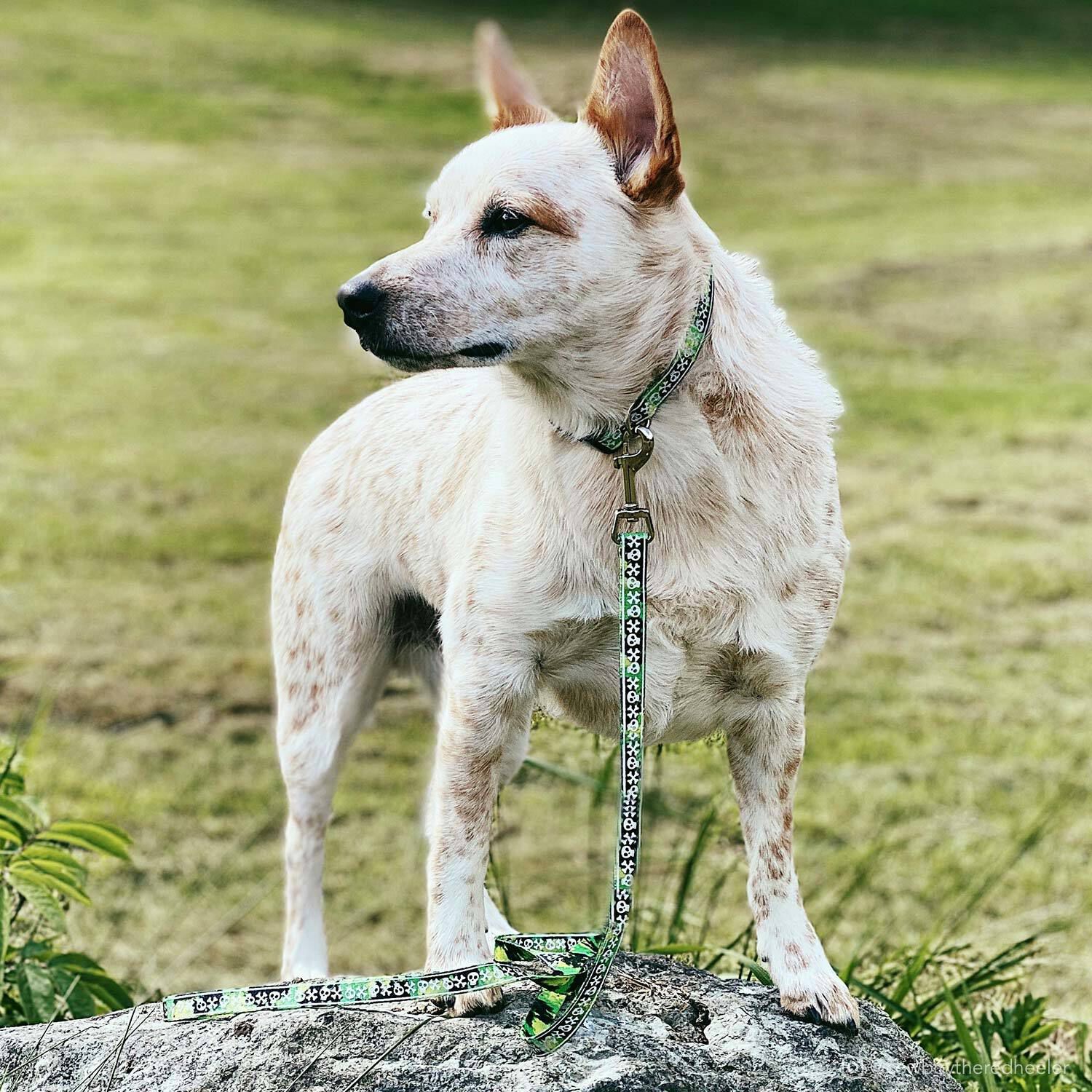Coastal Pet Products Lazerbrite Patterned 6 Foot Dog Leash, Lime Skulls, 5/8"