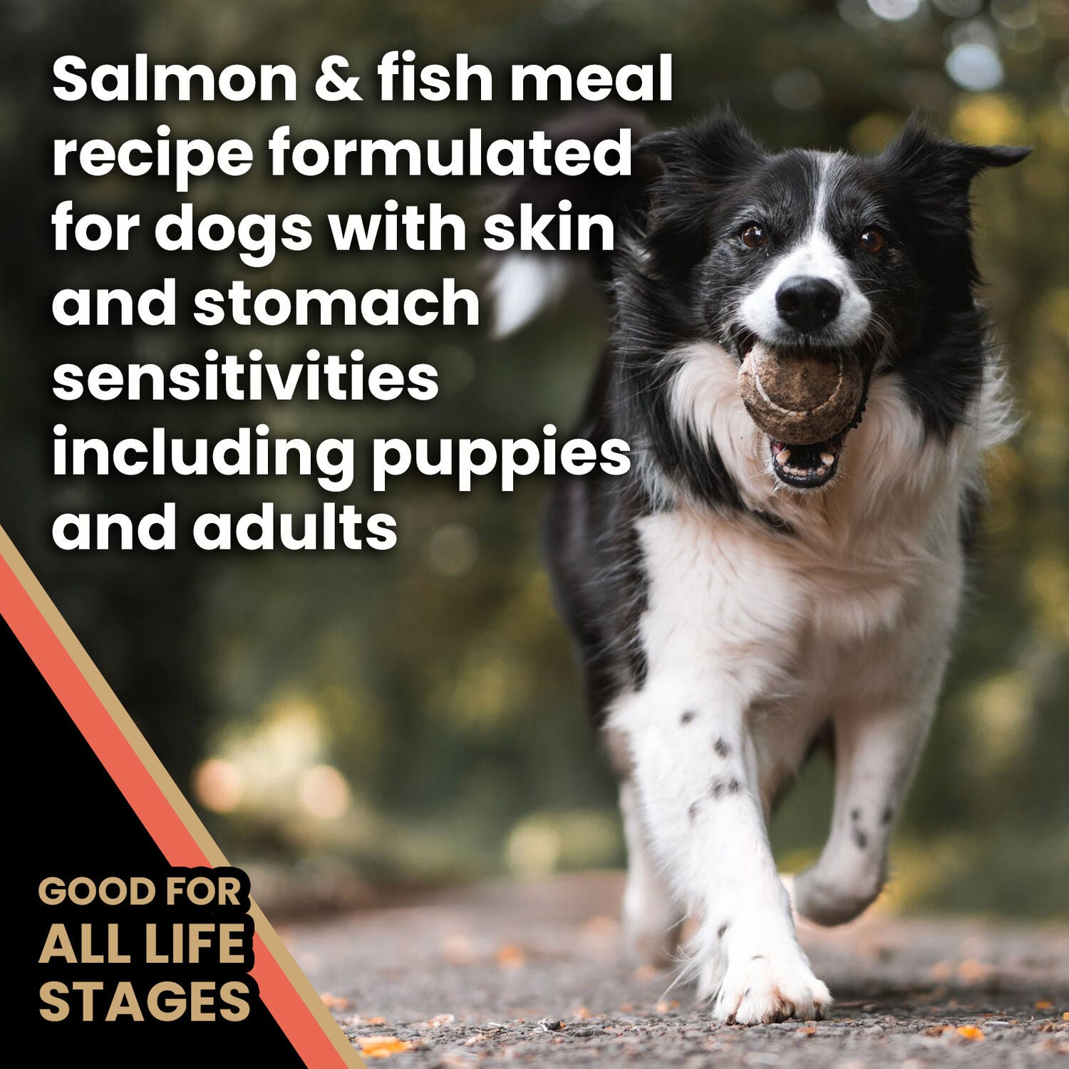 Victor Sensitive Skin And Stomach Dry Dog Food, Salmon Meal And Brown Rice Recipe,30-Lb