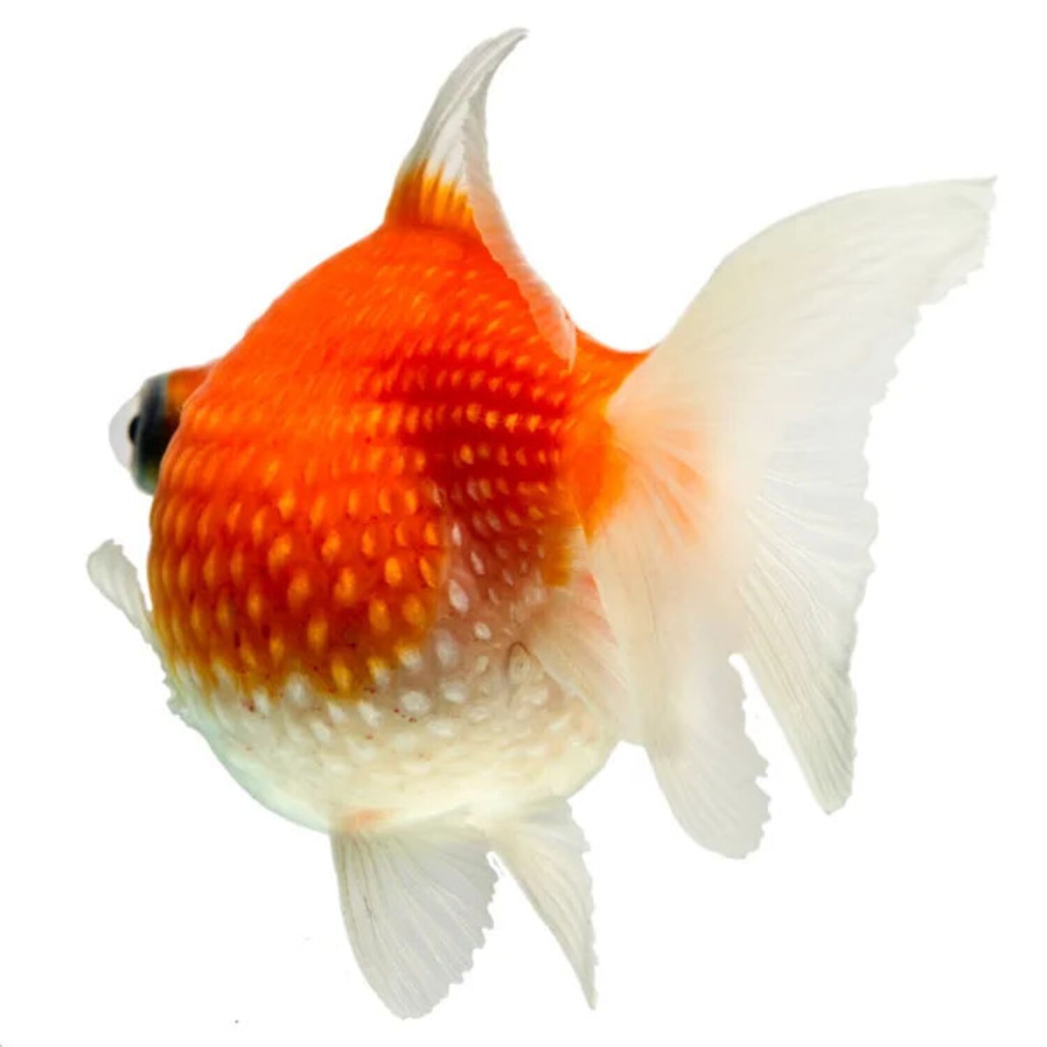 Pearlscale Goldfish Regular