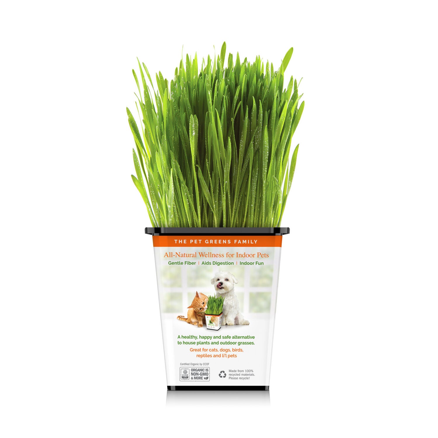 Pet Greens Live Cat Grass Natural Cat Treat