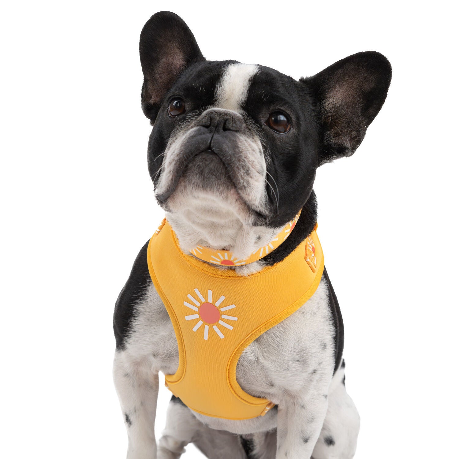 Simply Dog Sunshine Dog Collar, Orange