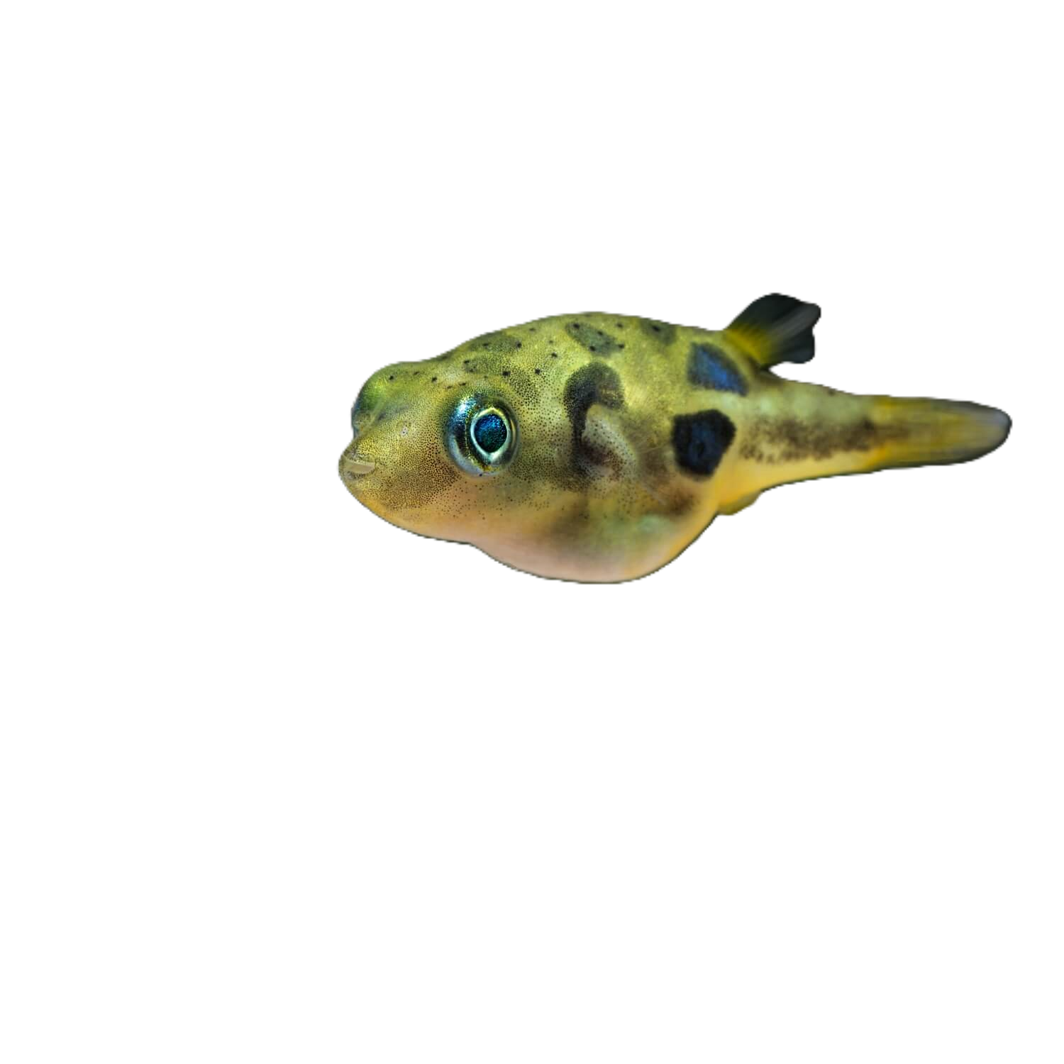 Dwarf Freshwater Bb Puffer Regular