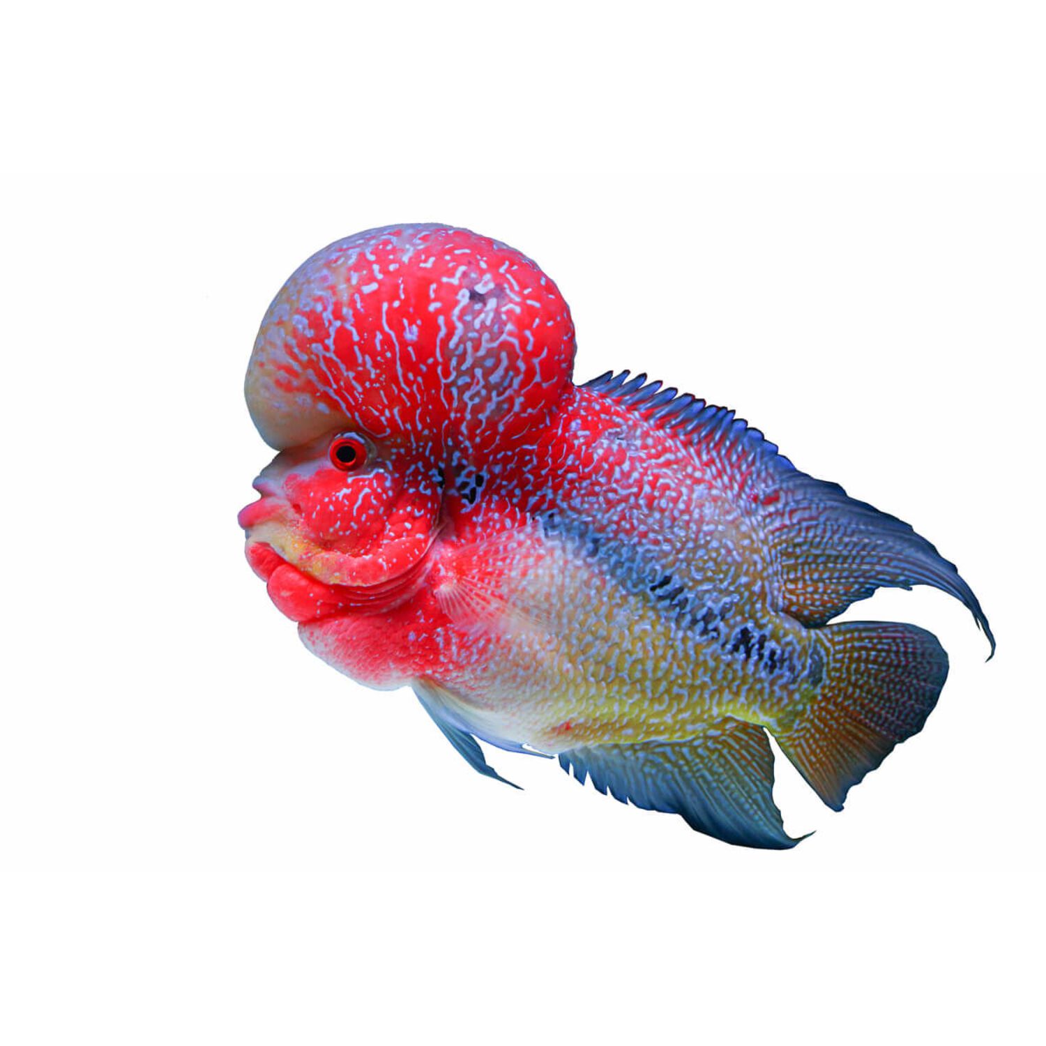 Flowerhorn Cichlid - Regular