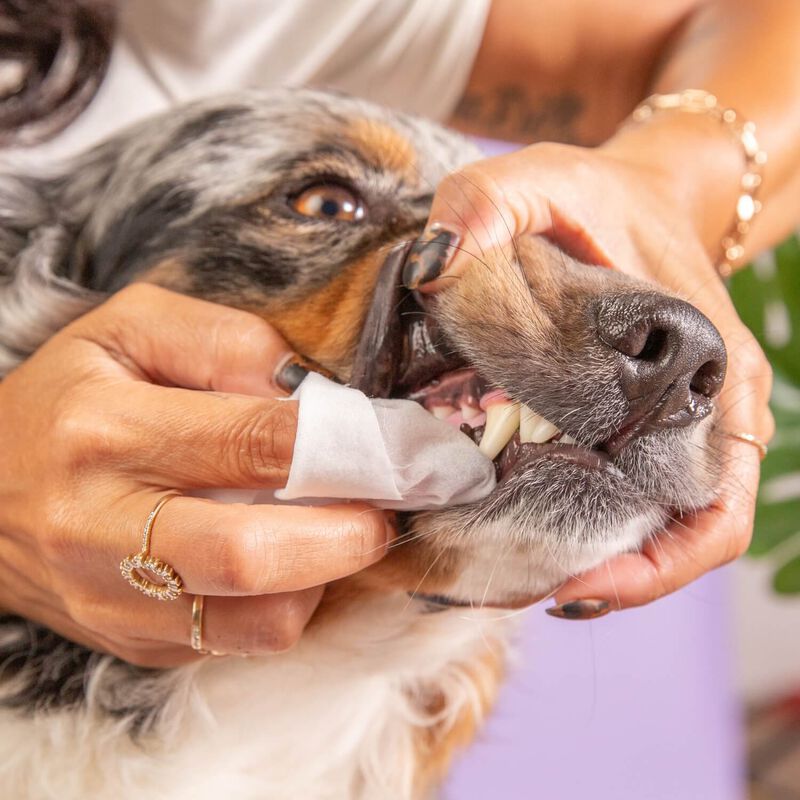 Skout'S Honor Brushless Dog Dental Wipes