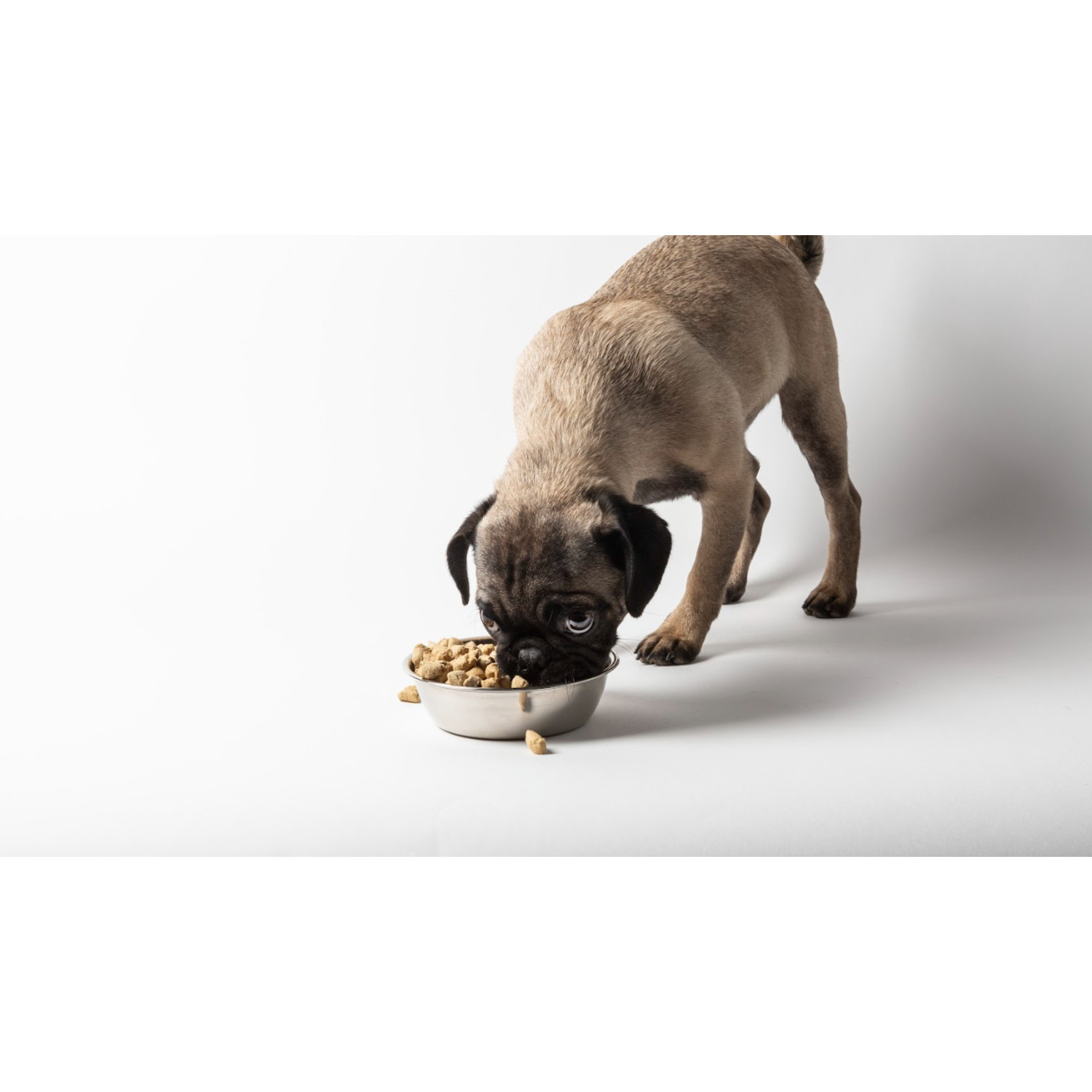 Dr. Marty Nature's Blend Healthy Growth Puppy Freeze-Dried Raw Dog Food, 48Oz