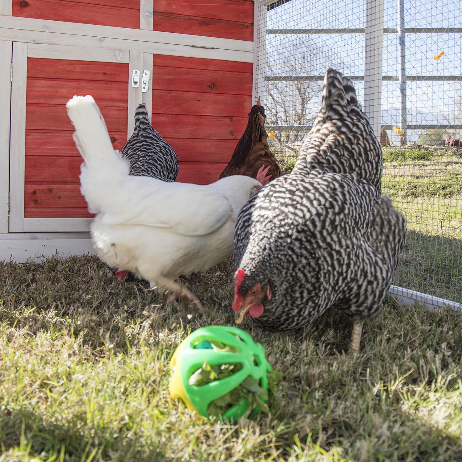 Ware Pet Products Chicken Peck N Play Ball For Chickens