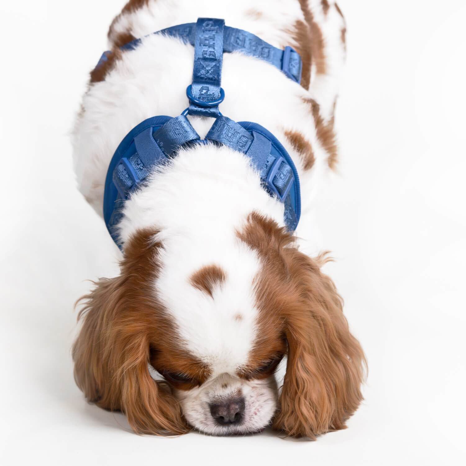Gap Blue Paw Charm Dog Harness