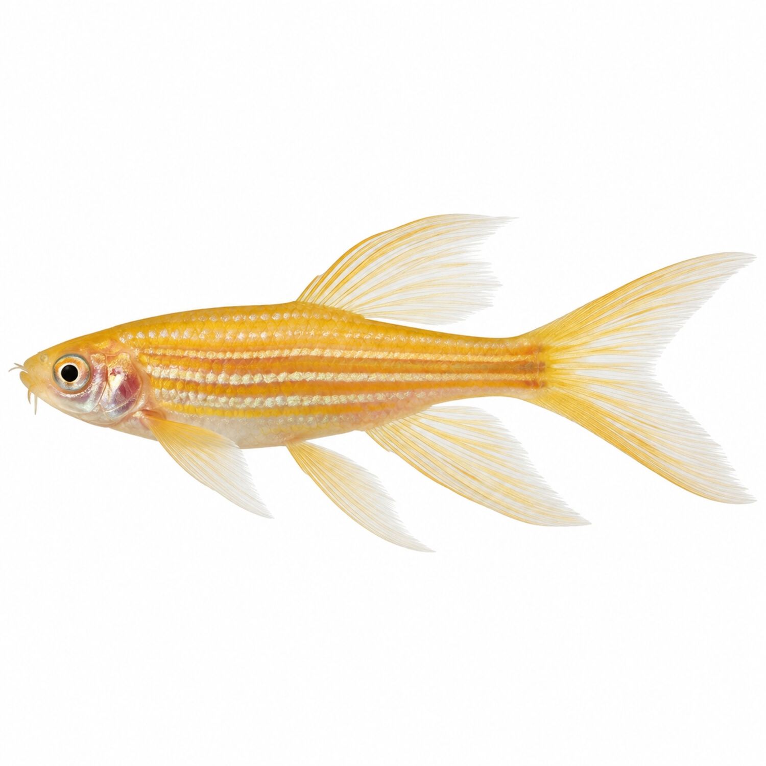 Longfin Gold Zebra Danio