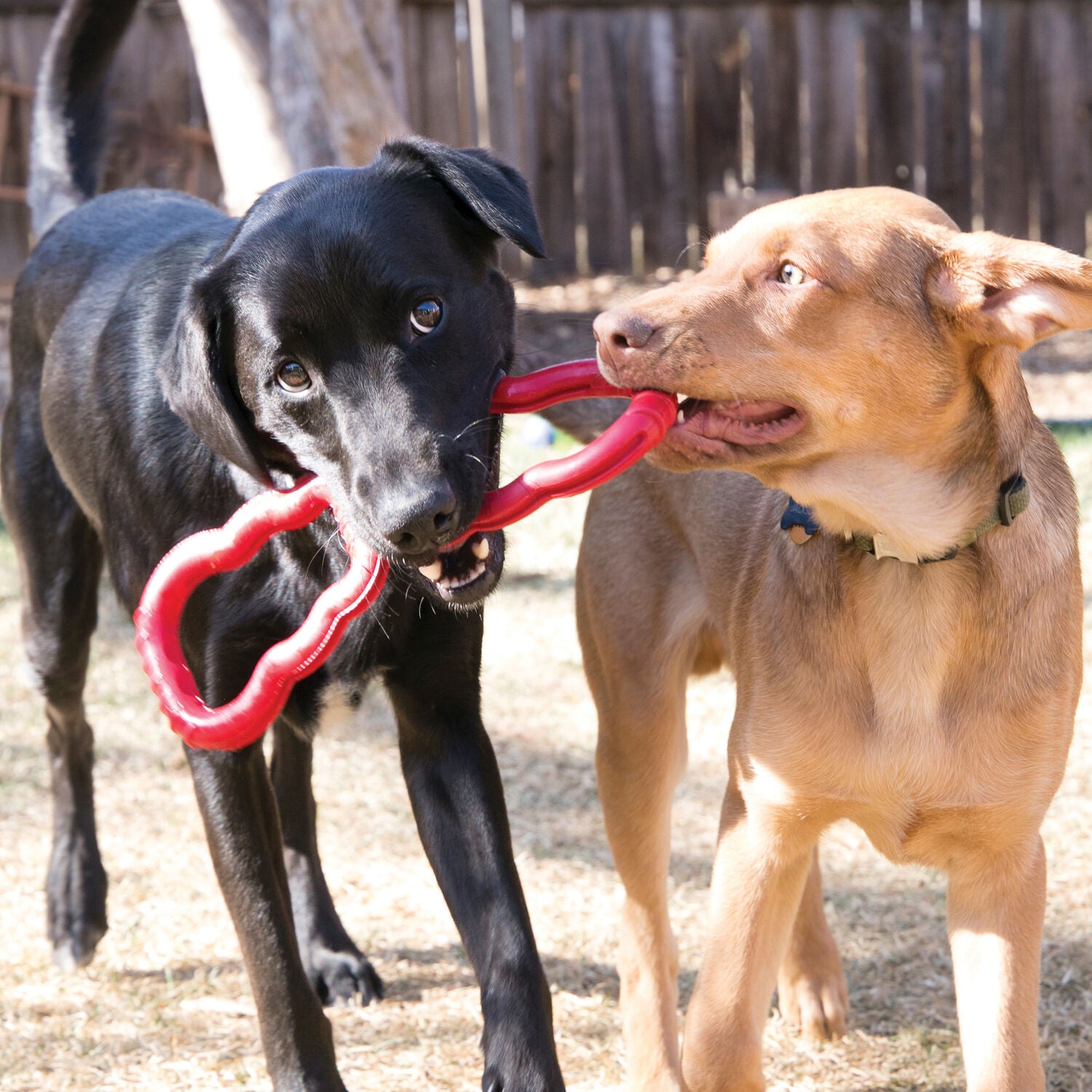 Kong Tug Rubber Dog Toy, 12.75"