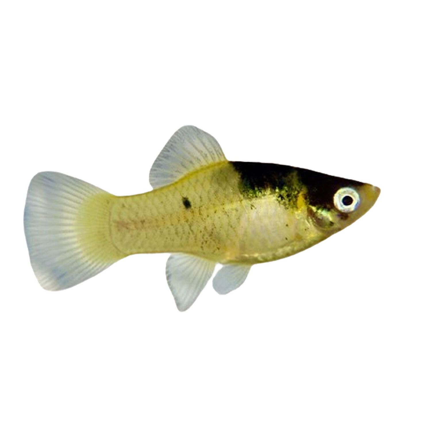 Bumblebee Platy - Medium