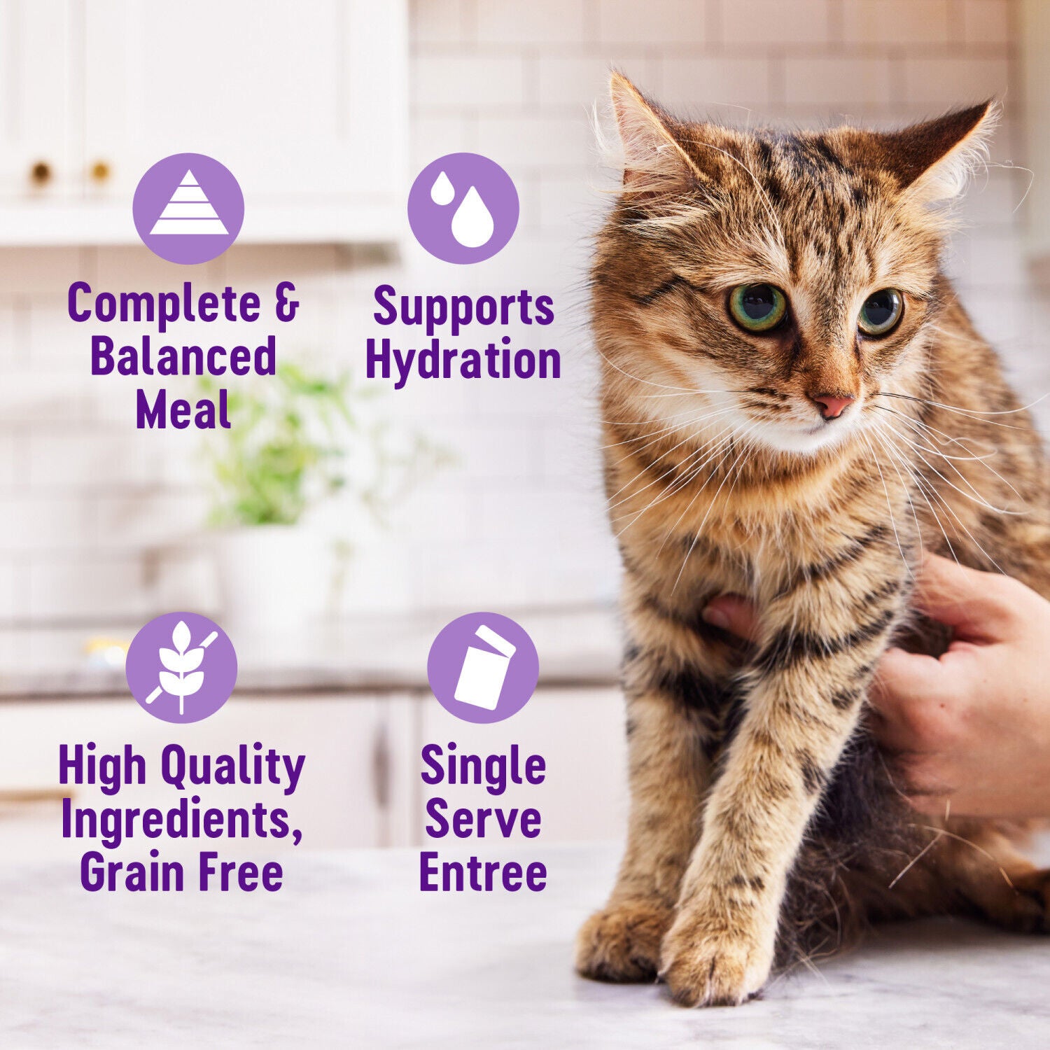Wellness Appetizing Entrees Shredded & Mousse Adult Wet Cat Food, Natural, Protein-Rich, Grain-Free Poultry Variety Pack, 1.4-Oz Pouch 8-Pack