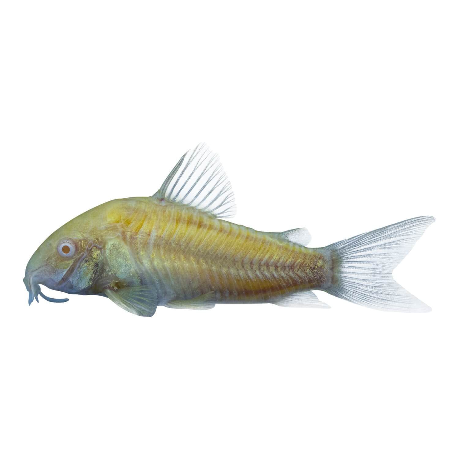 Assorted Glofish&reg; Corydoras Catfish