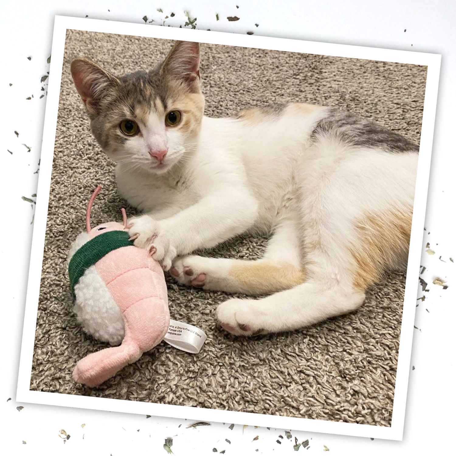 Meowijuana Get Wrapped Refillable Shrimp Sushi Roll & Catnip Cat Toy
