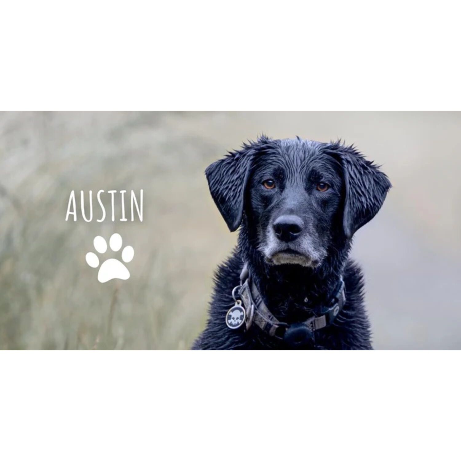 Austin & Kat Austin's Classic 10-Mg Cbd Soft Chews Large Dog Supplements, 30-Ct