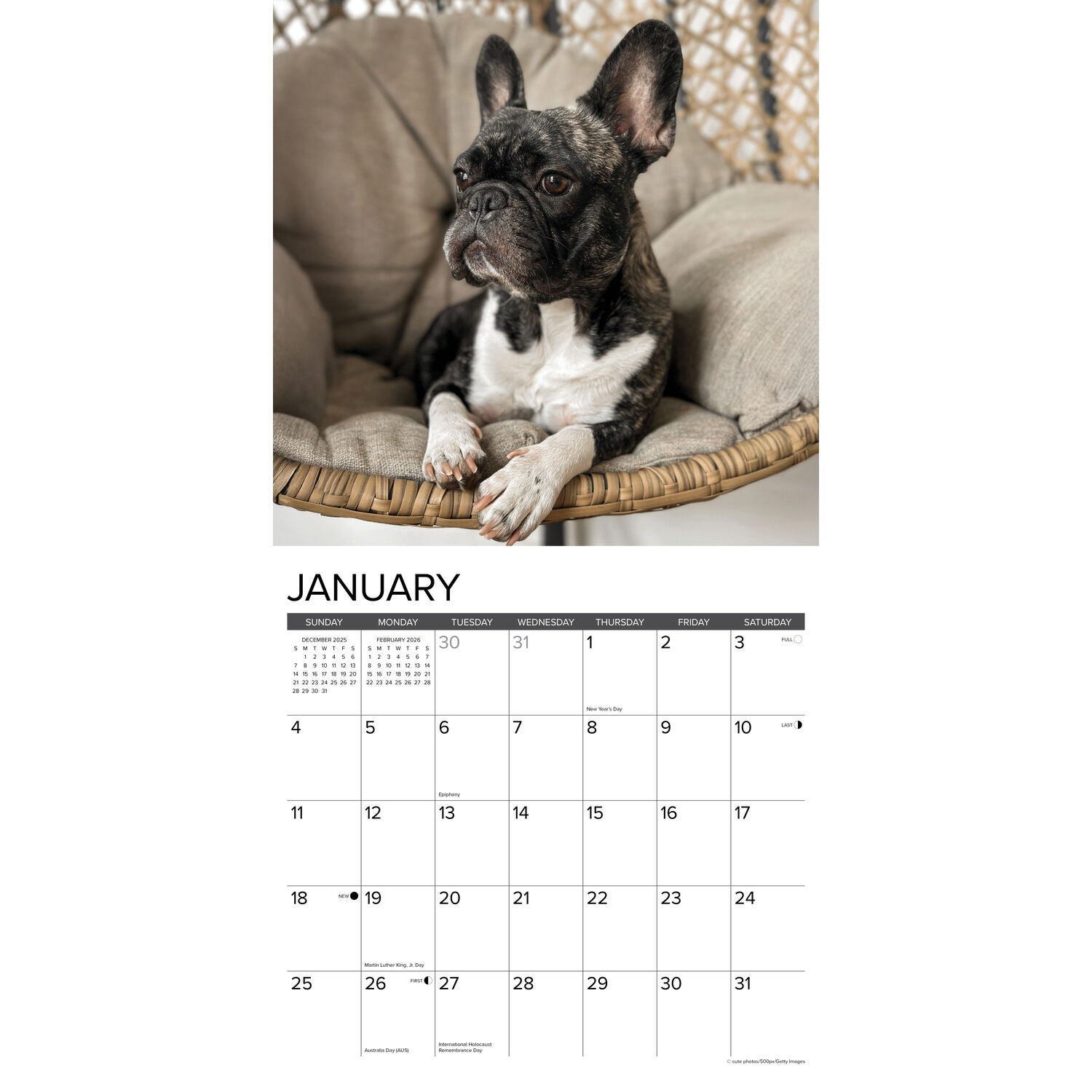 Willow Creek Press 2026 French Bulldogs Wall Calendar