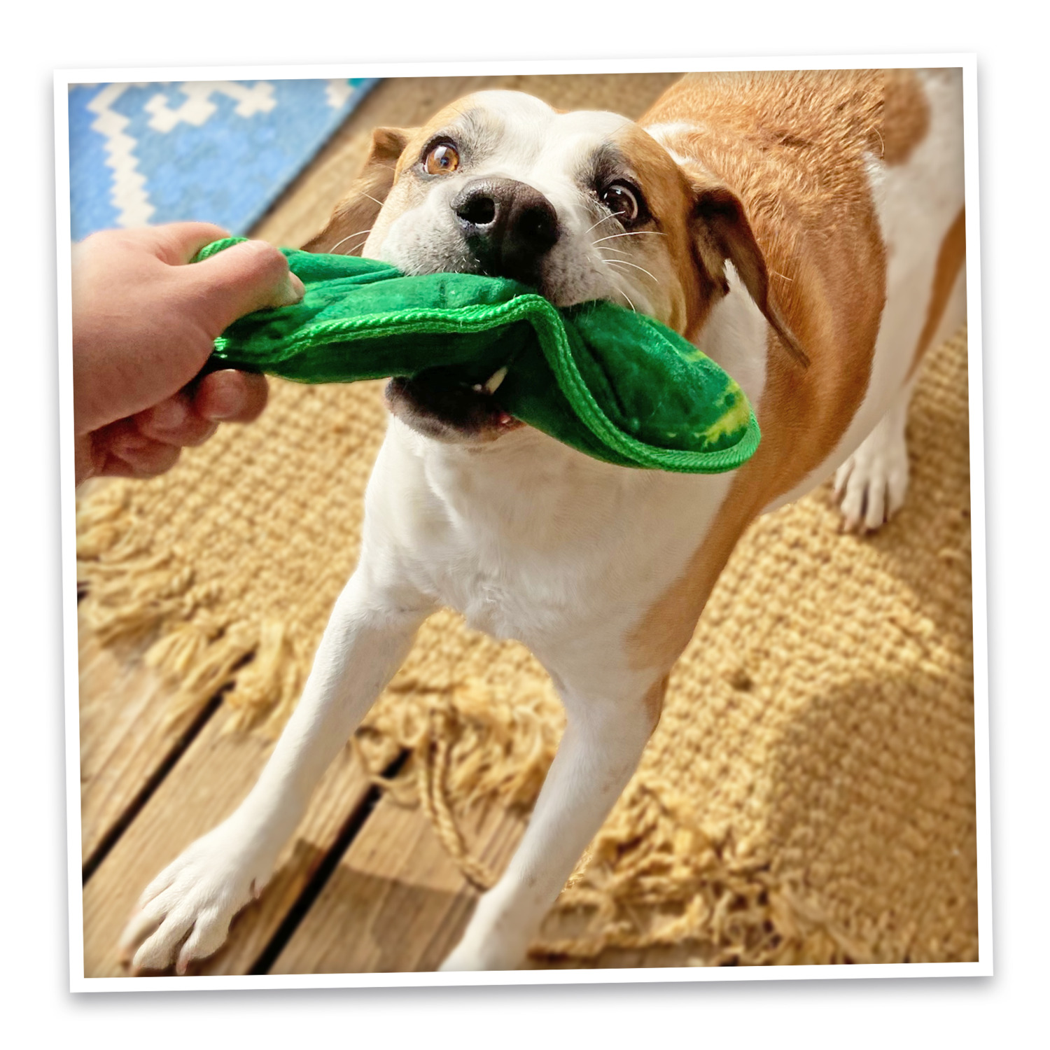Doggijuana Tuffer Chewer Dill Pickle With Juananip Refillable Dog Toy