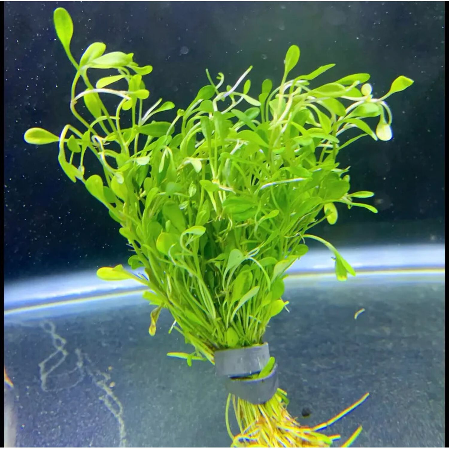 Glossostigma
