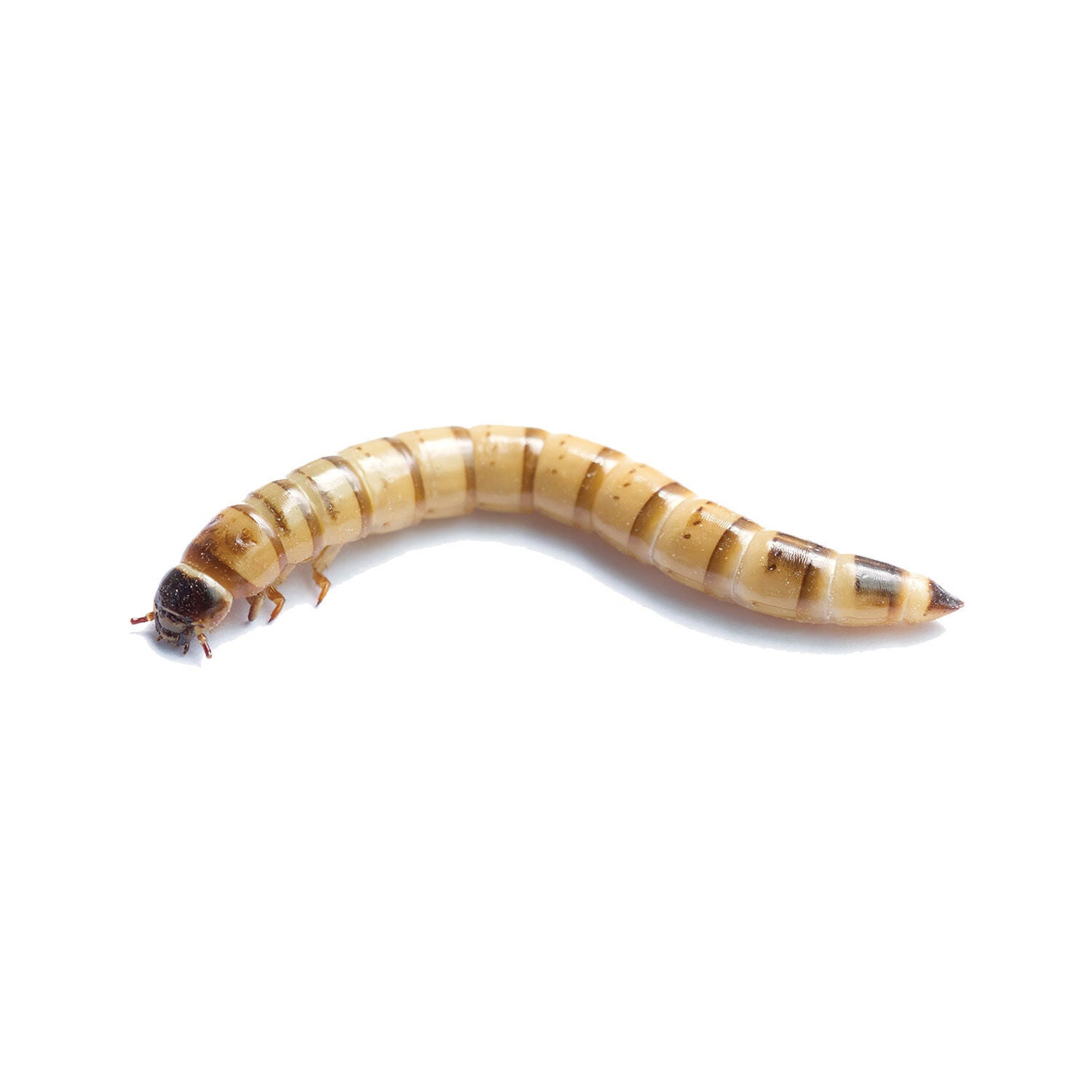 Live Giant Mealworms 50count Pet Supermarket