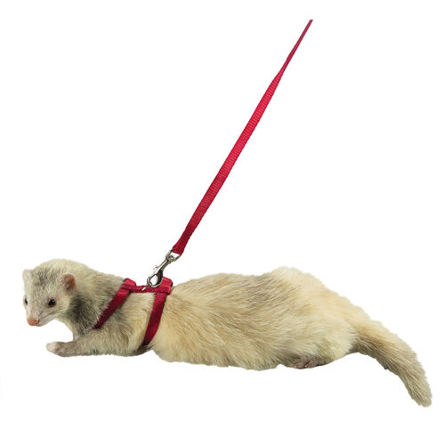 Harness & Lead, Red For Small Animals