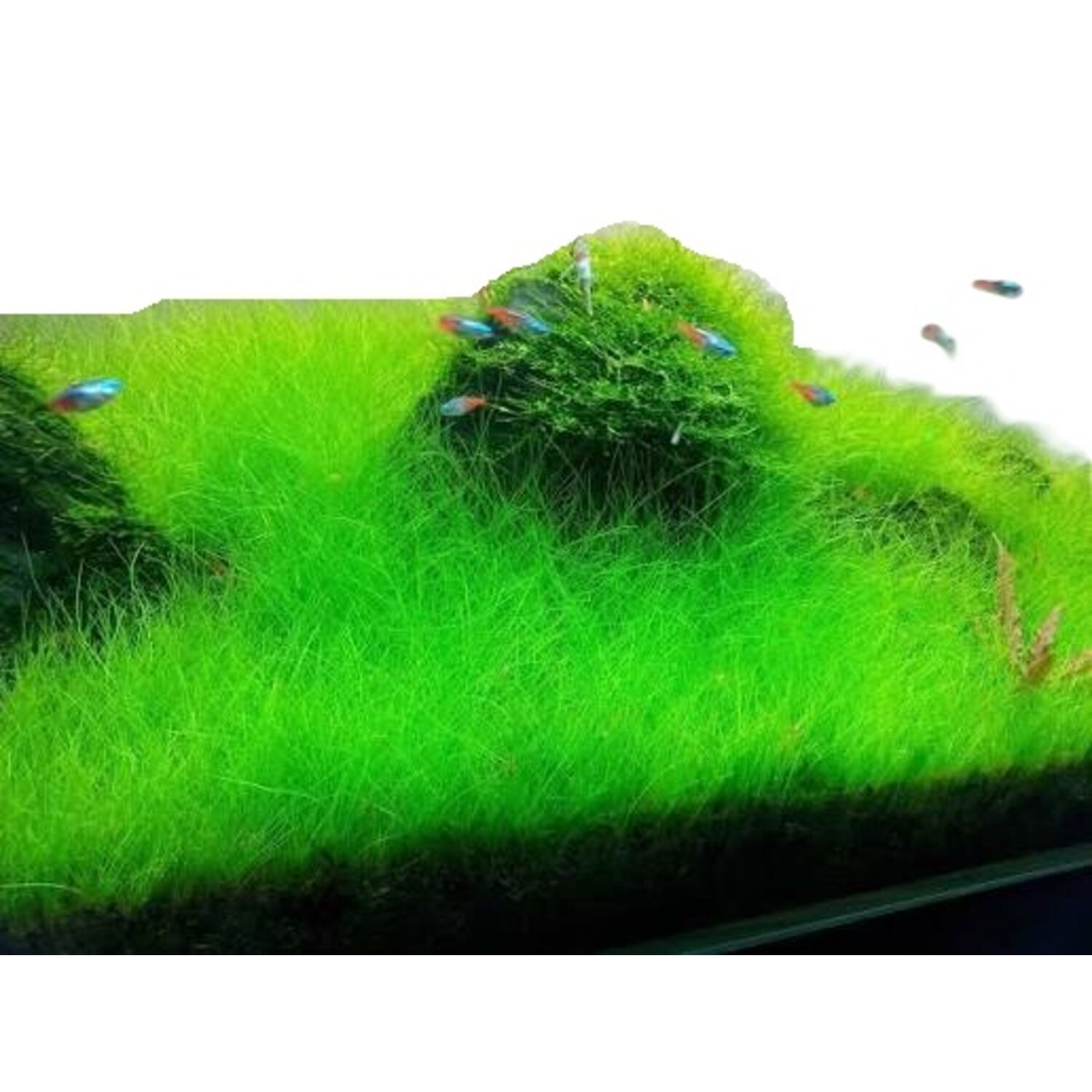 Foreground Plants On Mat