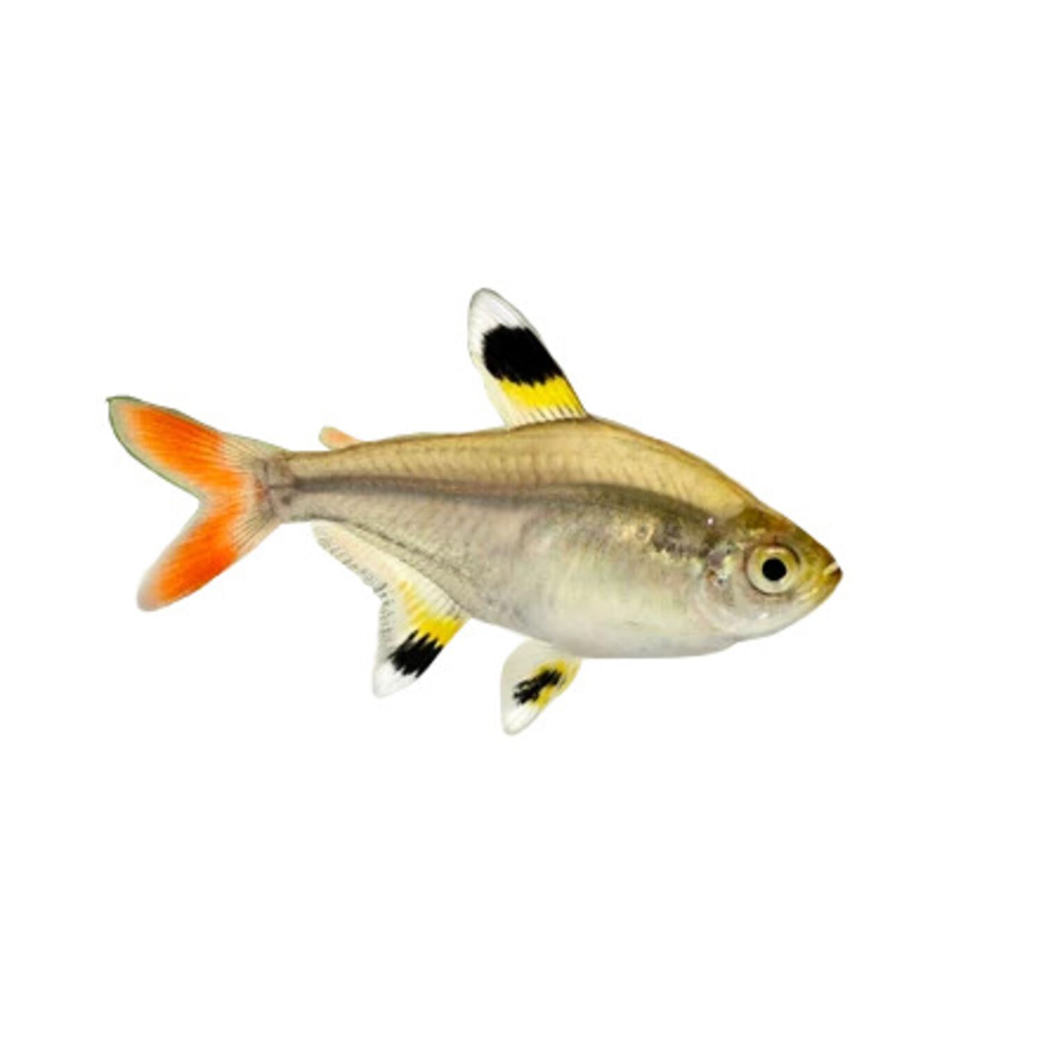 Pristella Maxillaris Tetra Regular