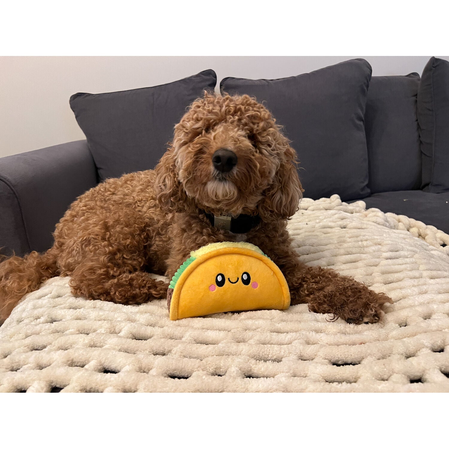 Territory Taco With Squeaker Dog Toy, 6"