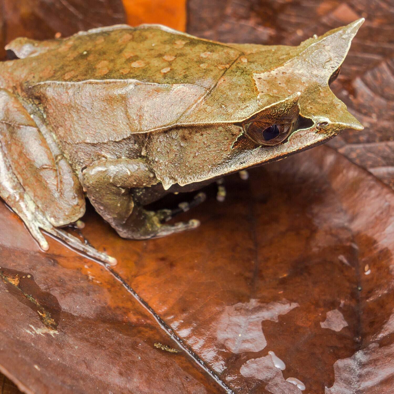 Gal&aacute;pagos Magnolia Leaves, Natural, 4Qt Header Bag