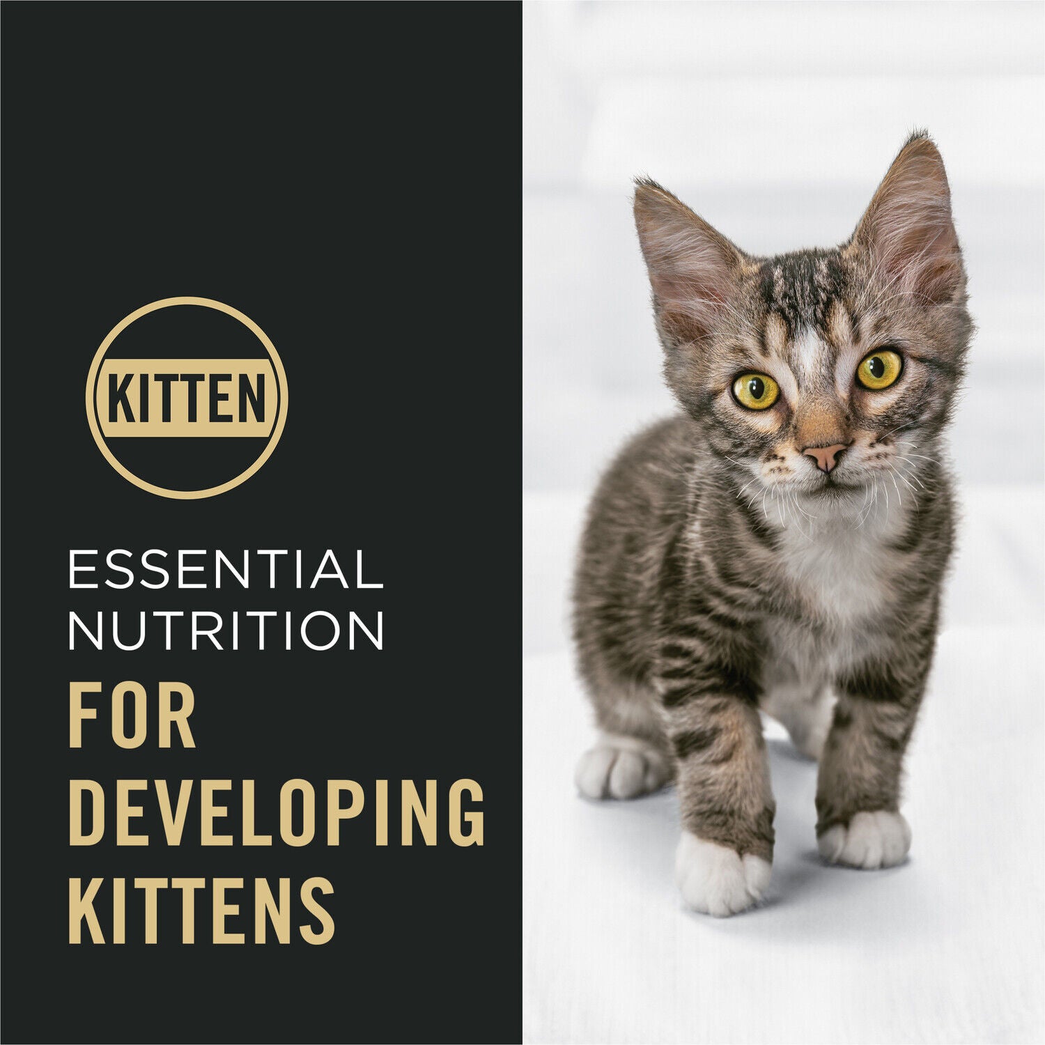 Purina Pro Plan Kitten Dry Food Complete Essentials Shredded Blend Chicken And Rice Formula, 6 Lb. Bag