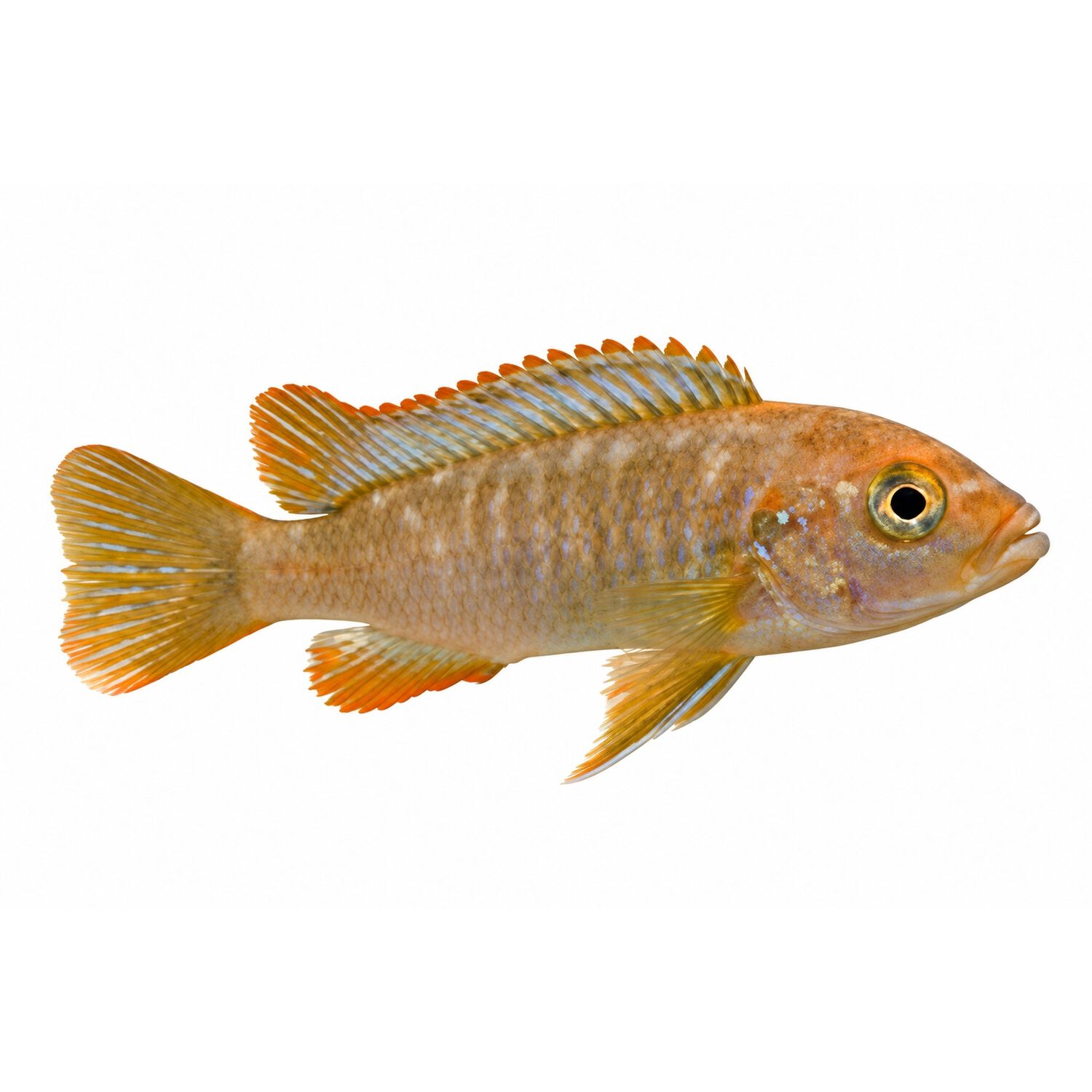 Rusty Cichlid - Regular