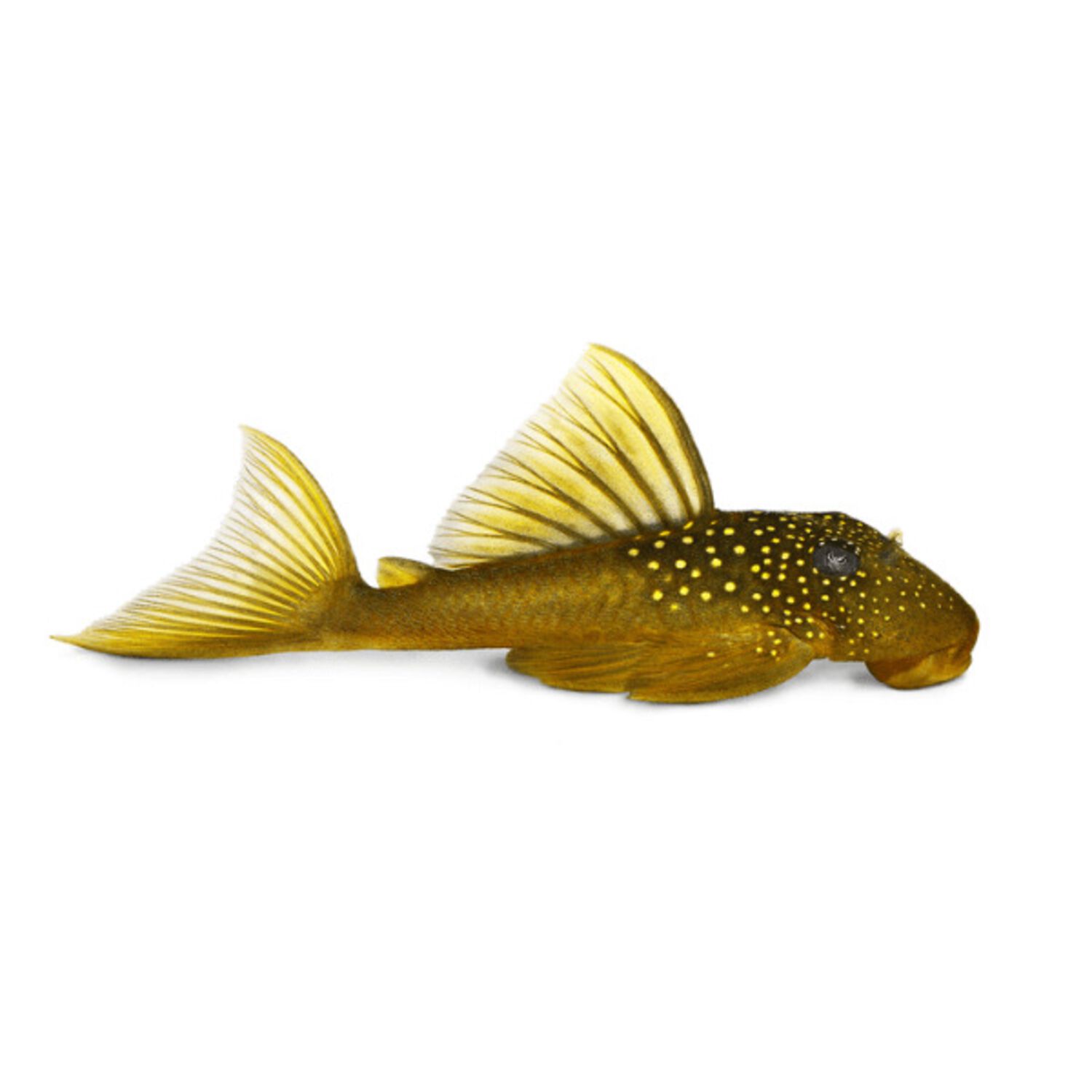 Gold Nugget Pleco