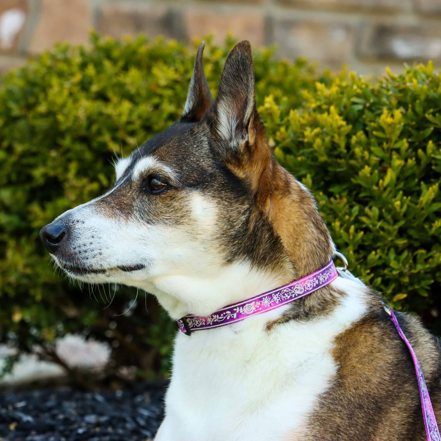 Lazer brite dog top collar
