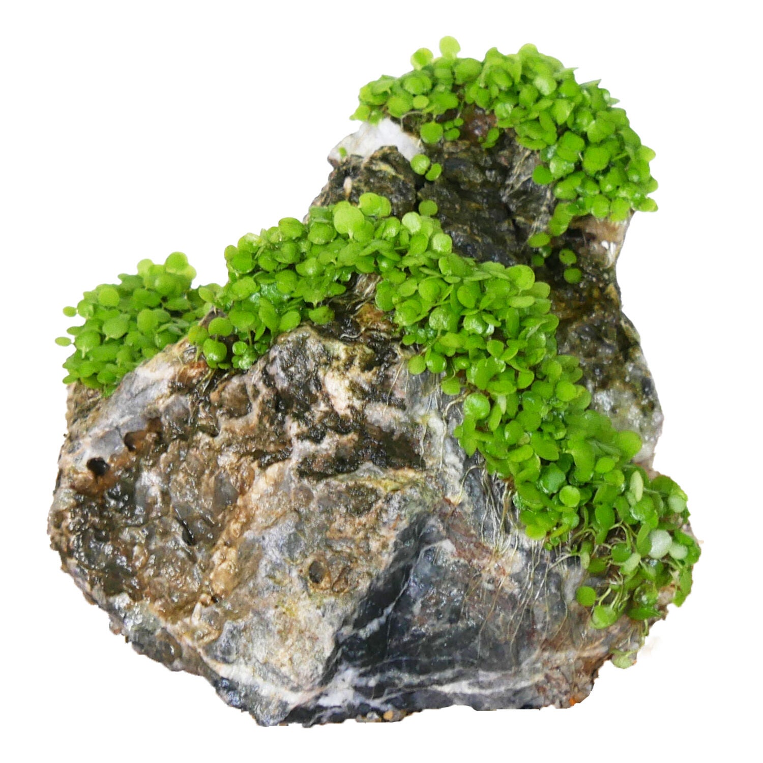 Penn-Plax Tide & Treasure Seiryu Stone Natural Aquarium Decor
