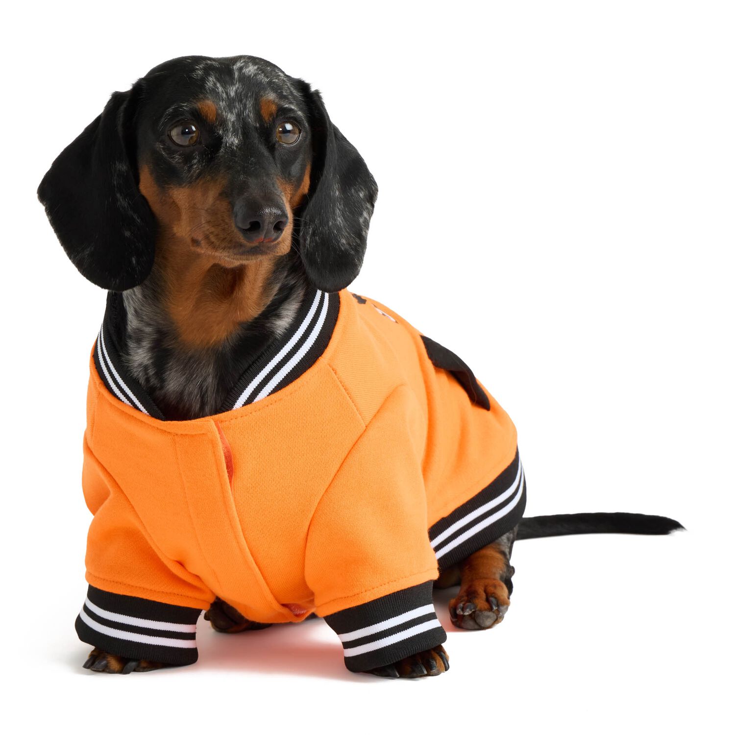 Aristopet Light French Terry Spooky Social Club Dog Jacket, Orange, Extra Large