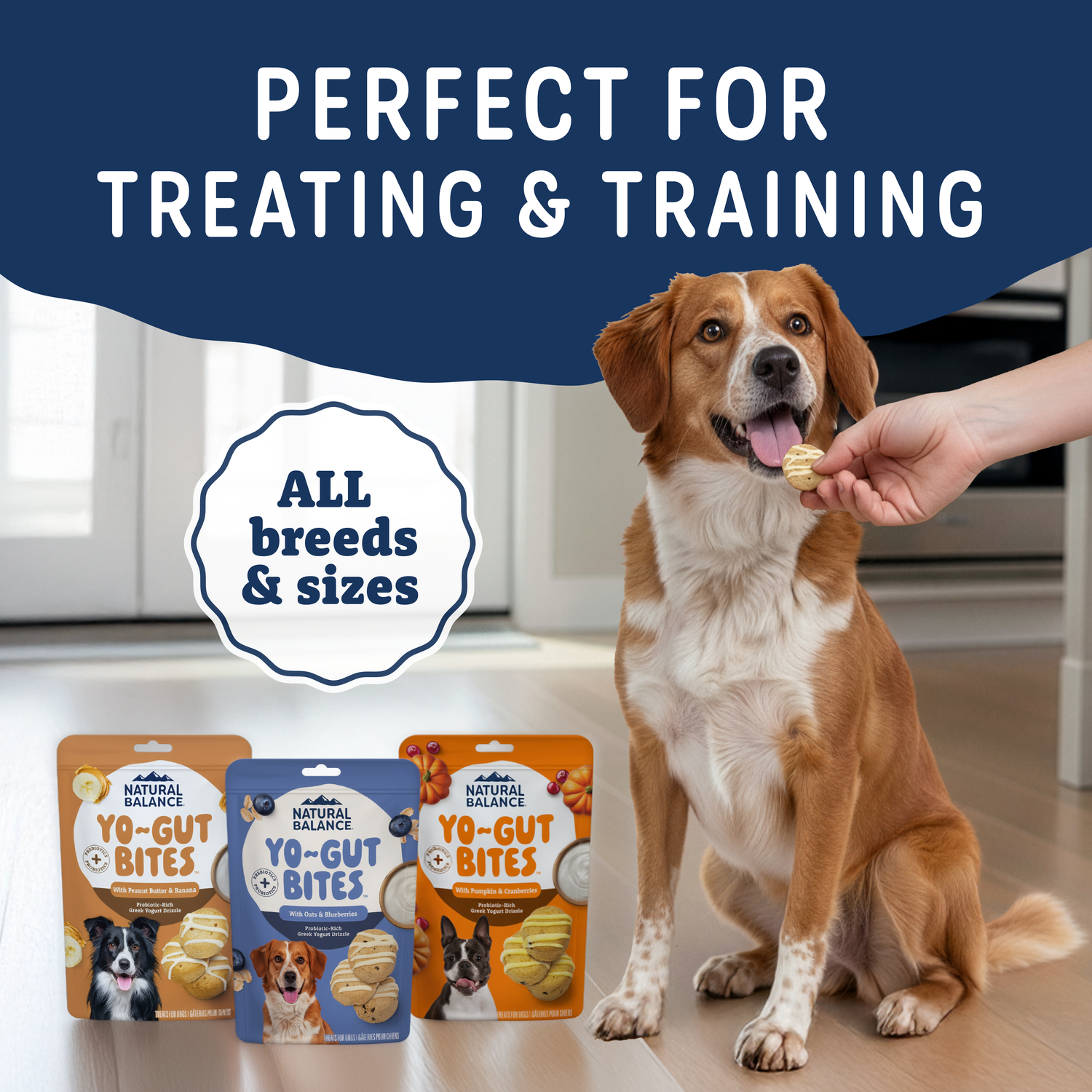 Natural Balance Yo-Gut Bites Biscuit Dog Treats, Peanut Butter & Banana With Greek Yogurt Drizzle, 4.5-Oz Bag